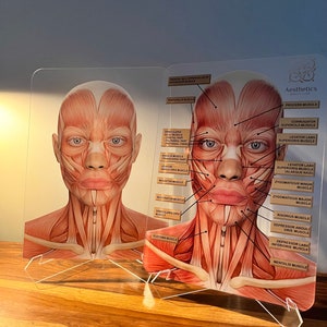 May include: A clear plastic anatomical chart showing the muscles of the face and neck. The chart is labeled with the names of the muscles in English. The chart is on a wooden table.