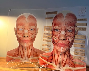 Aesthetics Training Academy / Consultation Facial Anatomy Graphic for Facial Muscles.  Botox & Filler