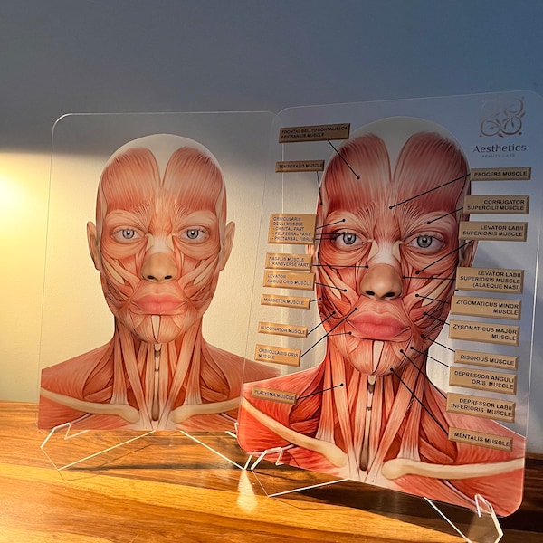 Aesthetics Training Academy / Consultation Facial Anatomy Graphic for Facial Muscles.  Botox & Filler