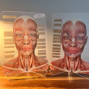 May include: Two anatomical charts of the human face and neck, showing the muscles and blood vessels. The charts are on clear acrylic stands and are labelled with the names of the muscles and vessels.