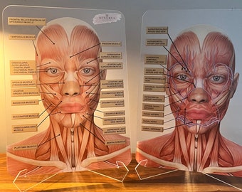 BUNDLE OFFER - Set of 2 - Muscles + Veins & Arteries  - Aesthetics, Consultation Facial Anatomy Graphic.