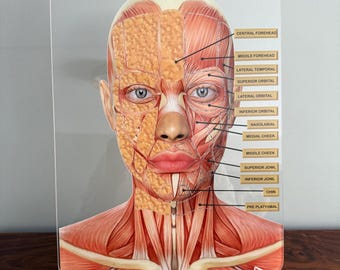 Academia de Formación en Estética / Consulta: Gráfico de anatomía facial para almohadillas de grasa facial.
