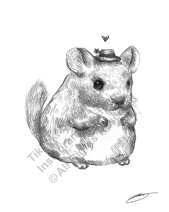 Chinchilla Drawing by Anastasiya Malakhova  Pixels