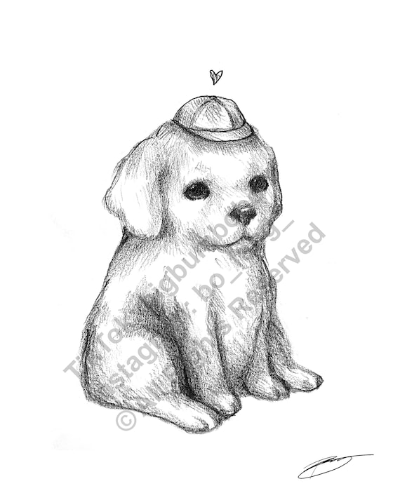 Shih Tzu Dog sketch Drawing by Asha Shenoy | Saatchi Art