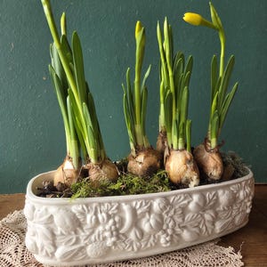 Puede incluir: Una jardinera blanca de forma ovalada con diseños florales y frutales en relieve, llena de narcisos brotando. Los narcisos tienen tallos y hojas verdes, con capullos amarillos. La jardinera está sobre un mantel de encaje color crema.