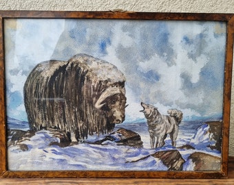 Original antique watercolor, Muskox Bison, 50s,  Greenland