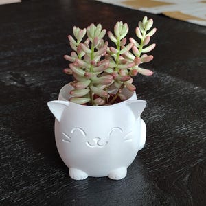 Peut inclure: Un pot de plante blanc en forme de chat avec un visage souriant contient une plante succulente. La plante succulente a des feuilles vertes et roses. Le pot est sur une surface sombre.
