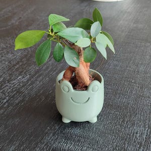 Può includere: Un piccolo bonsai in un vaso a forma di rana verde chiaro. L'albero ha foglie verdi e un tronco marrone. Il vaso ha un design a forma di sorriso e si trova su una superficie di legno scuro.
