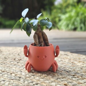 Può includere: Un piccolo bonsai in un vaso a forma di granchio color corallo. Il vaso ha una faccia sorridente e zampe e chele di granchio. La pianta ha foglie verdi e un tronco marrone e spesso. Il vaso è appoggiato su un tappetino intrecciato.