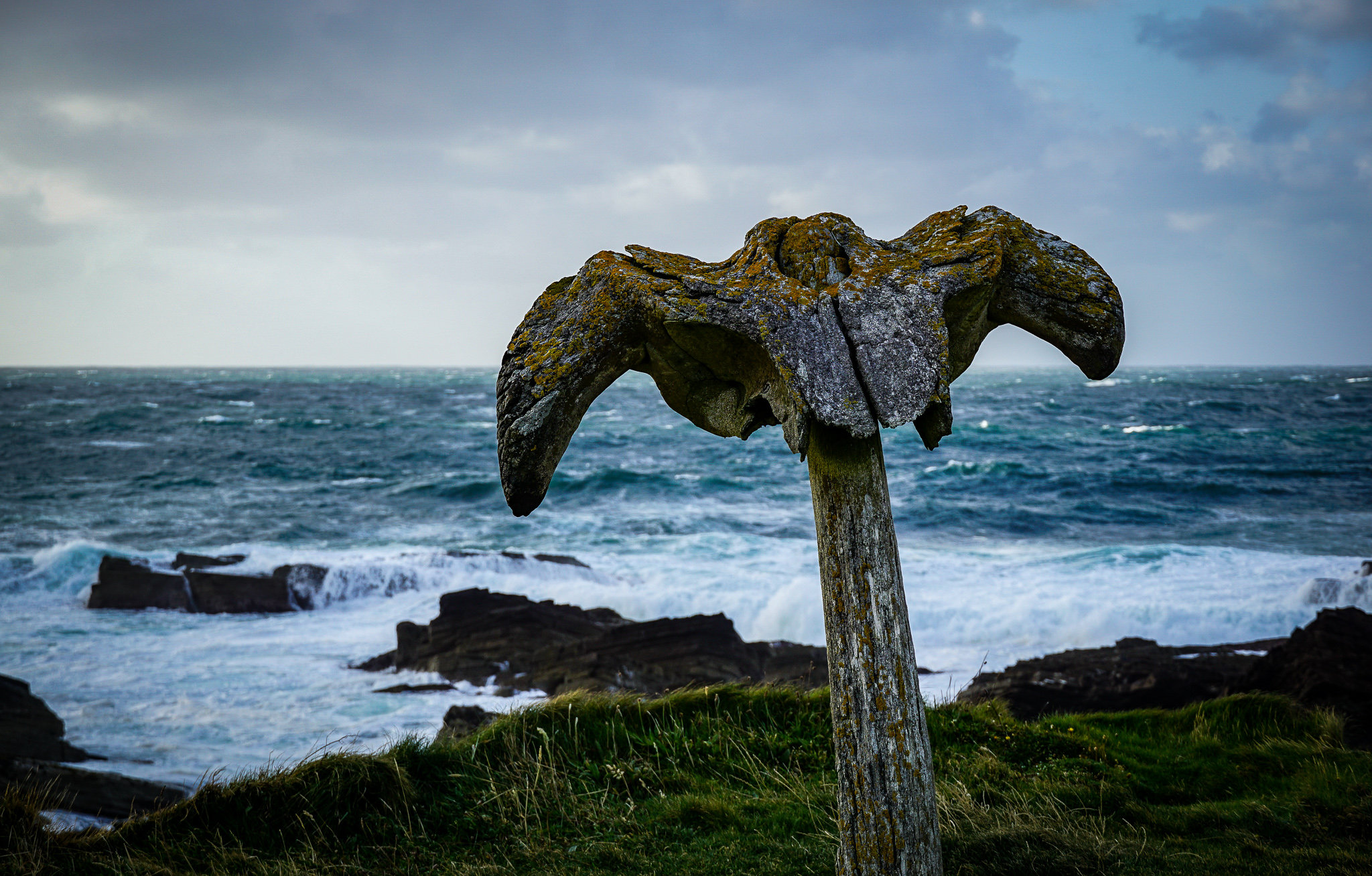 Whale+bone -  Canada