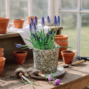 May include: A ceramic pot with a blue and white floral design holds vibrant purple grape hyacinth flowers. The pot sits on a matching saucer, surrounded by terracotta pots, gardening tools, and bulbs on a wooden table.