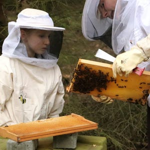 Beeswax candle large, from our family beekeeping, 22 cm long, 70 g heavy image 6