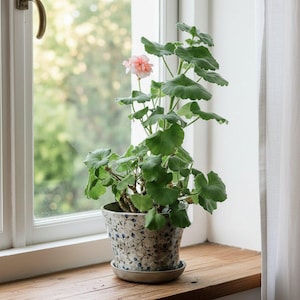 May include: A potted geranium plant with green leaves and a single pink flower sits on a wooden windowsill. The ceramic pot has a blue and white floral pattern, and a matching saucer is beneath it. A window and white curtain are in the background.