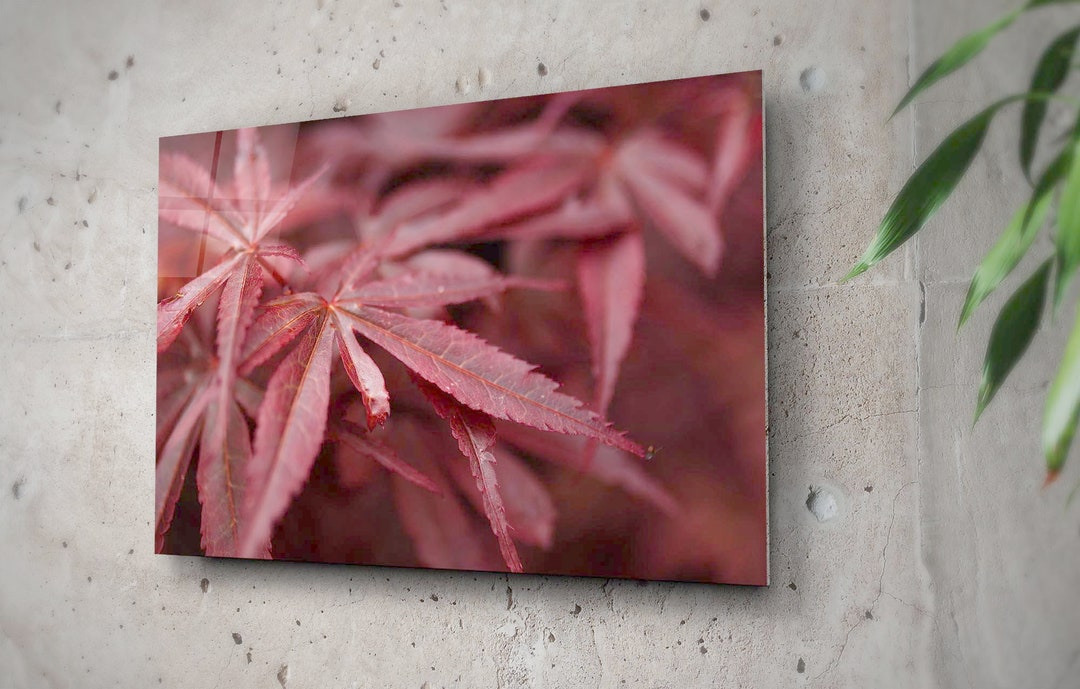 Japanese Red Maple Tree Wall Art Leaves Closeup Photography Asian