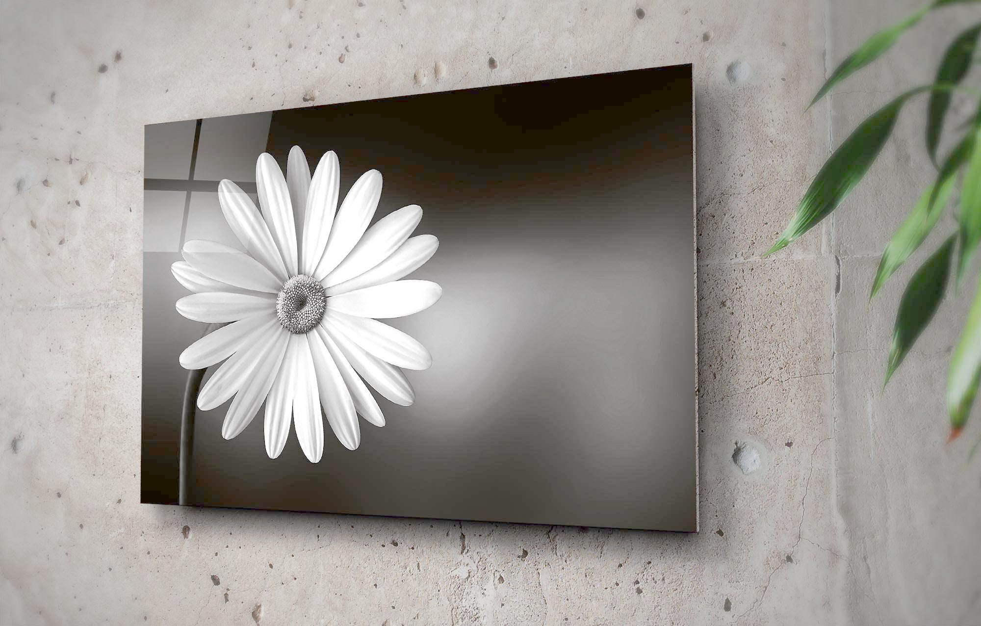 Black And White Daisy Wall Art Floral Macro Photography Nature Etsy