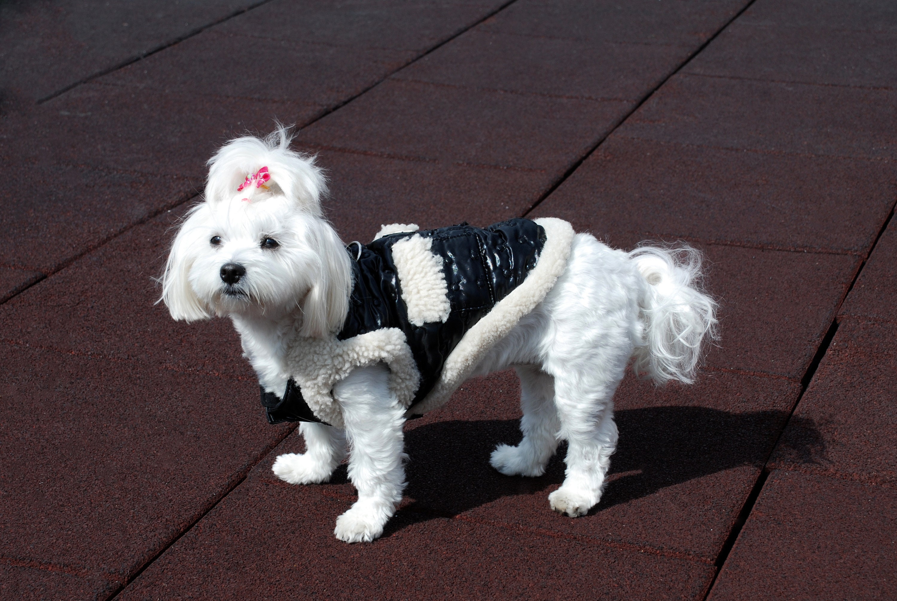 Sheepskin shop dog jacket