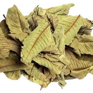 May include: A pile of dried guava leaves, showcasing a mix of light green and brown hues. The leaves have visible veins and a textured appearance, suggesting they are ready for use. The image is set against a clean white background.