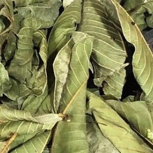 May include: Close-up of dried green leaves with visible veins. The leaves have a slightly curled appearance and vary in shades of green and brown. The image suggests a natural, organic product.