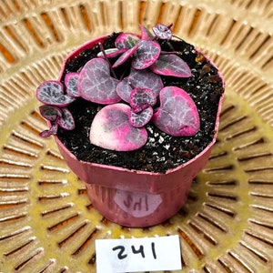 Rare Variegated String of Hearts | VSOH | Ceropegia Woodii Pink & White Variegated String of Hearts | Exact 2" Rooted Live Plants in Photos