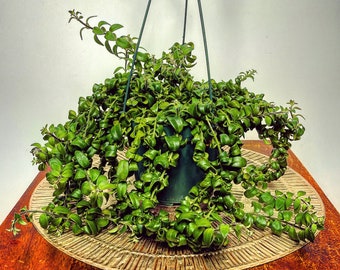 Aeschynanthus Twister 3 X Cuttings Hanging Lipstick Plant Network Flowers