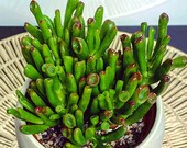 Crassula Ovata Jade Gollum Succulent Lucky Plant 39 Money Plant 39 Rooted Full 4 quot Pot, Red Edge Variegation Jade Easy Care Plant