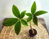 Money Tree Plant Good Luck Tree Feng Shui Houseplant Pachira Aquatica Guiana Chestnut Pet Safe Plant 2 quot Pot 10 quot Height
