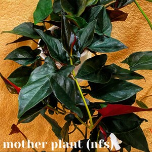 Rare Syngonium Erythrophyllum Red Arrow Llano Carti Etsy