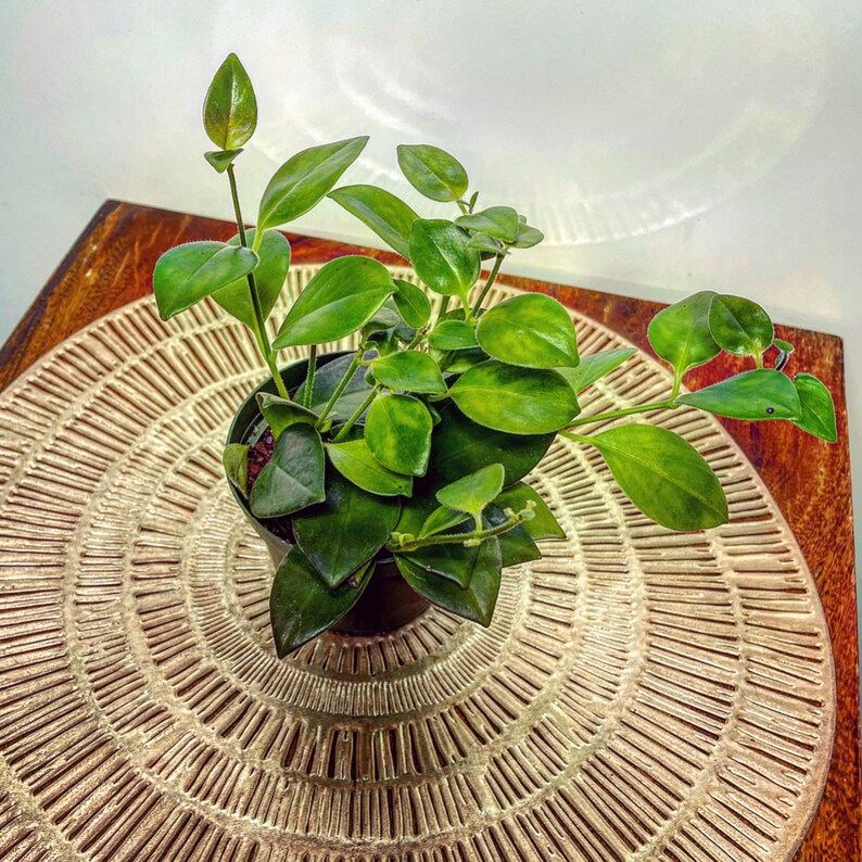 Mona Lisa Lipstick Vine Lobbianthus Red Flowering Tropical Etsy