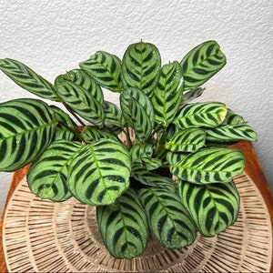 Rare Fishbone Prayer Plant | Rare Ctenanthe Burle-Marxii | Pet Friendly Live Plant | Free Shipping |