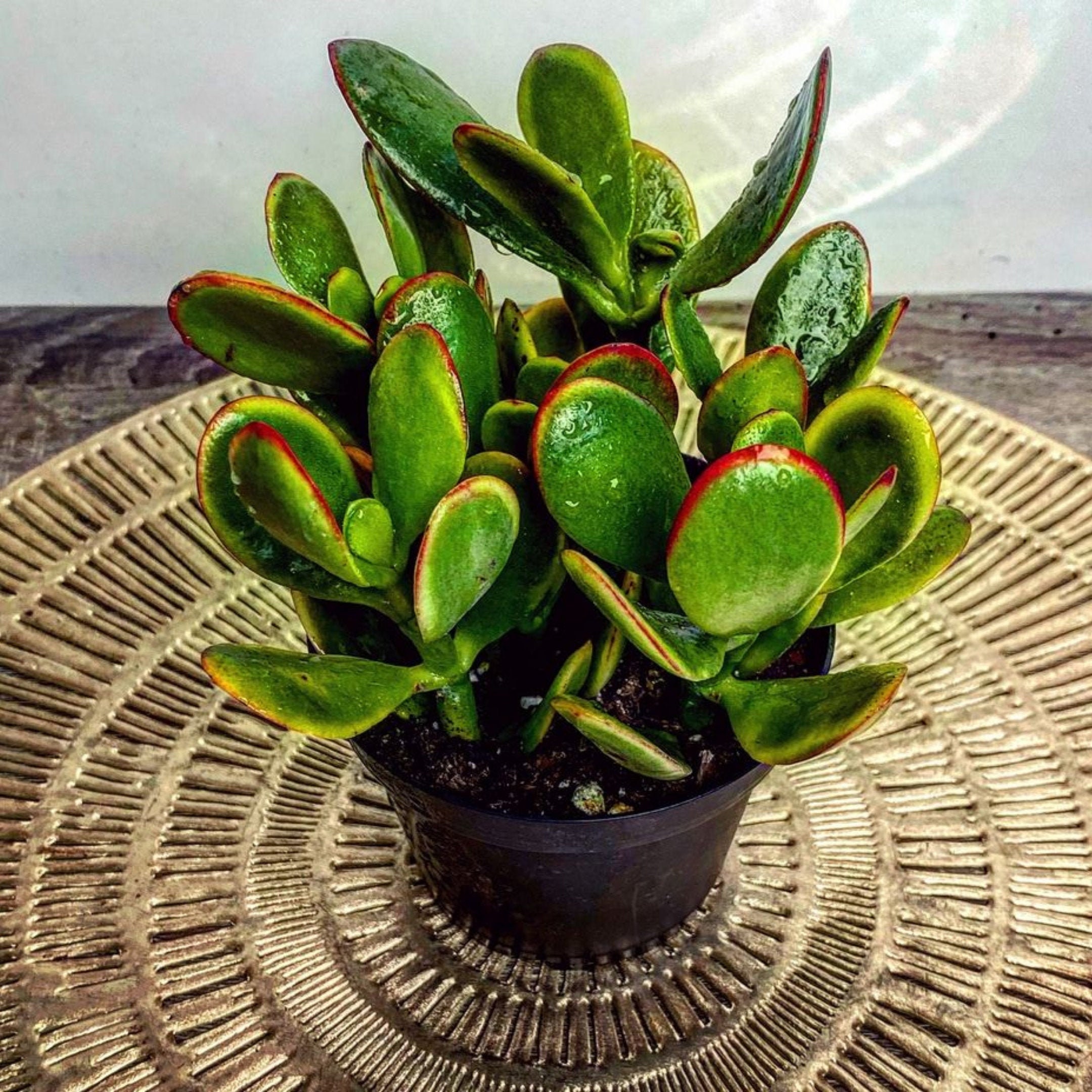 50 Pcs Super Rare African Cactus Succulent Plants Bonsai Seeds Purify Air Bonsai 50 Pcs Super Rare African Cactus Succulent Plants Bonsai Seeds Purify Air Bonsai