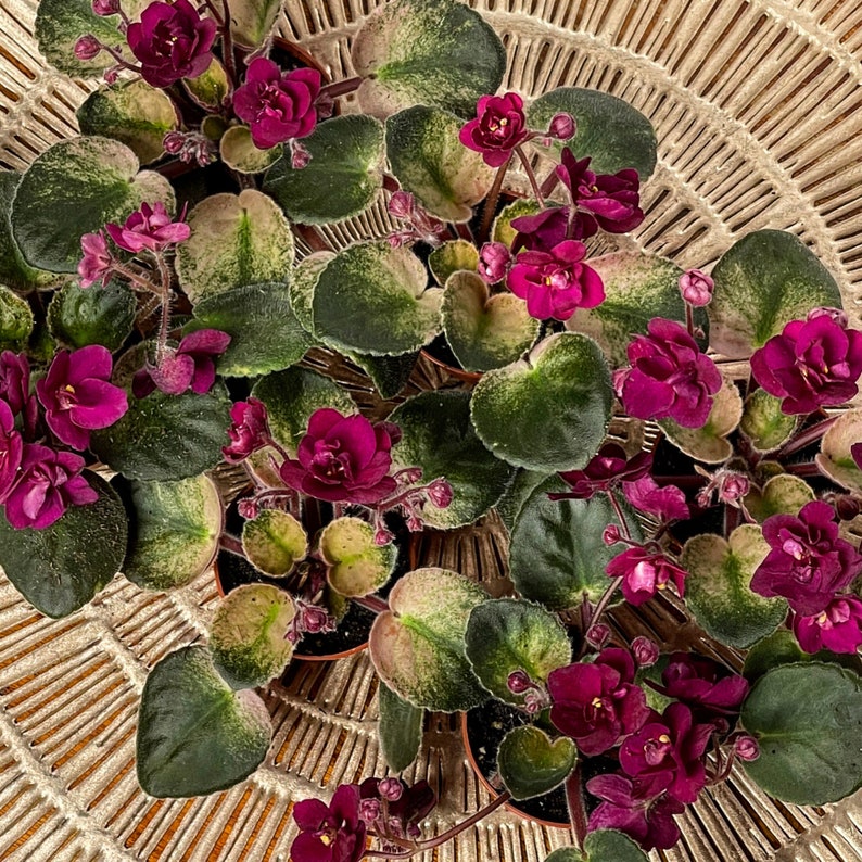 Rare Variegated African Violets Magenta Blooms with Golden Etsy