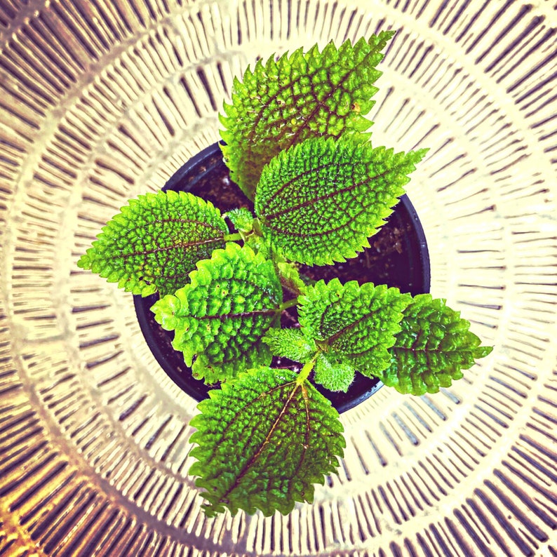Rare Pilea Moon Valley Friendship Plant Pilea Mollis Air Etsy