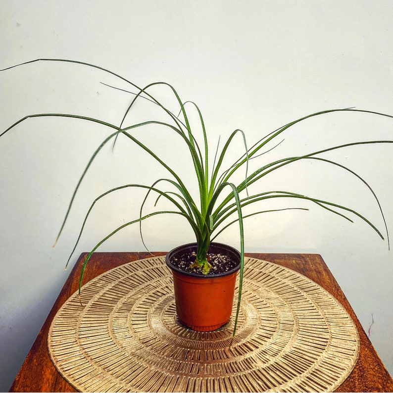 Bonsai Ponytail Palm Beaucarnea Recurvata Caudex Bonsai Etsy