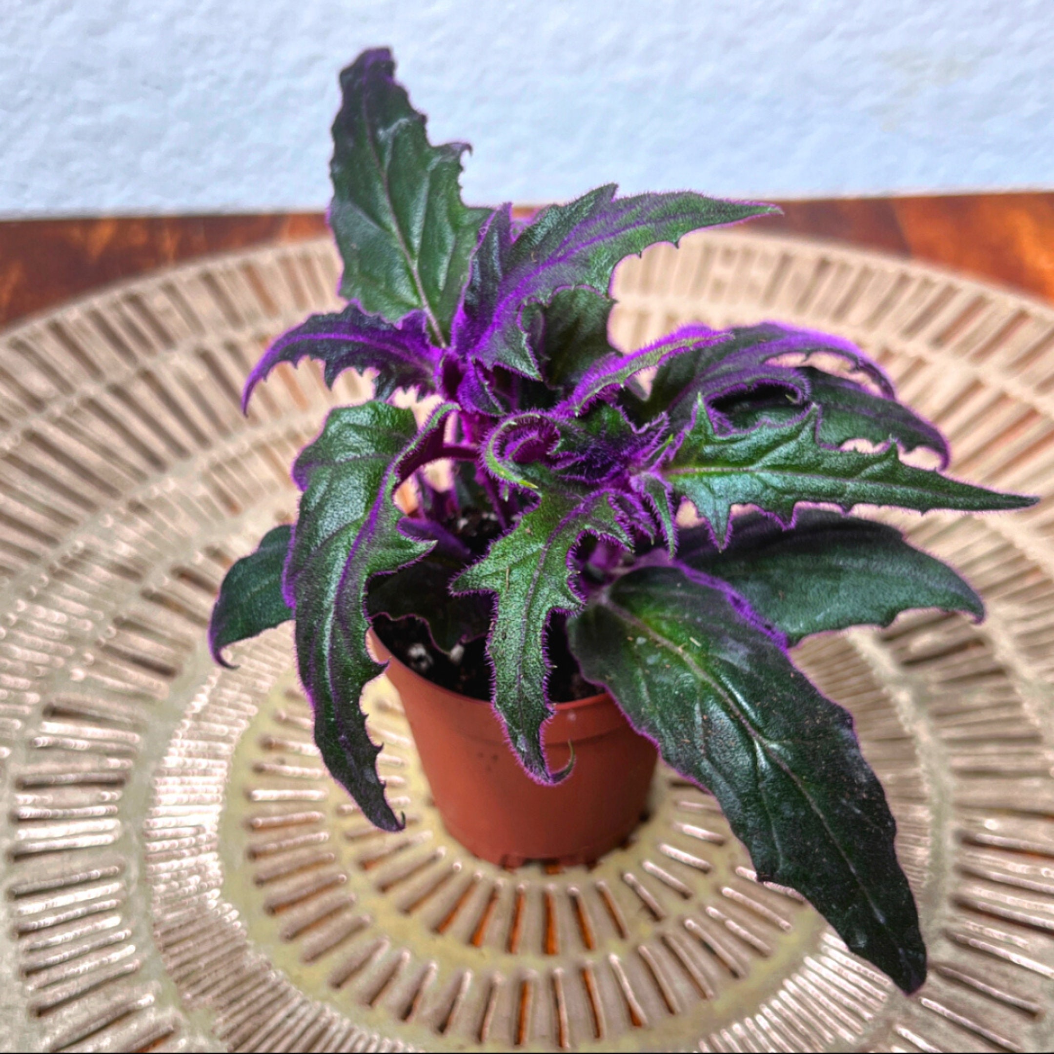 Purple bridal veil plant
