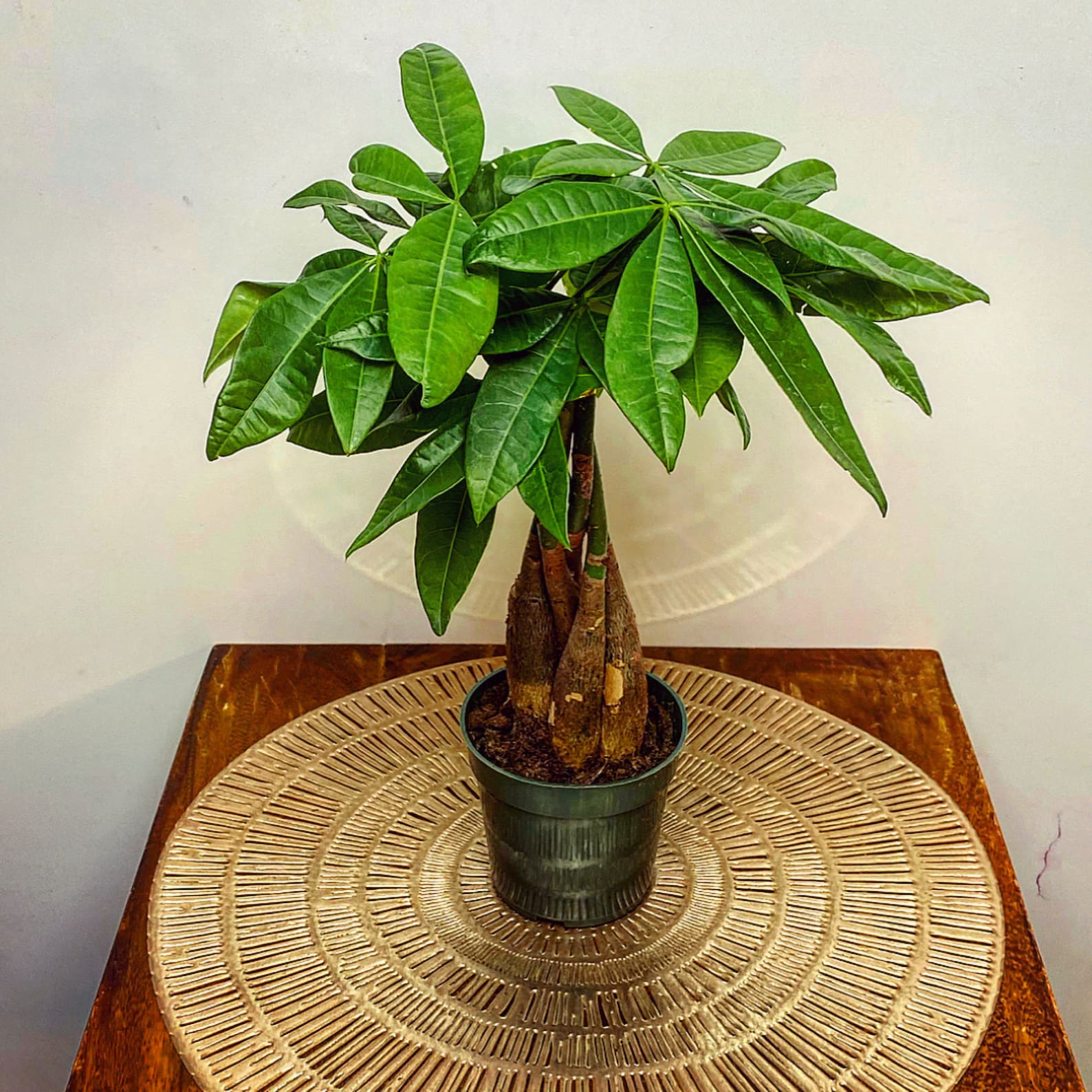 Money Tree Plant Good Luck Tree Feng Shui Houseplant Etsy