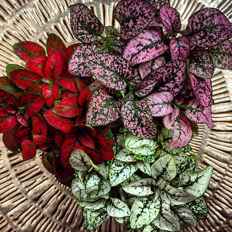 Hypoestes Phyllostachya Splash Red Polka Dot Plant Freckle