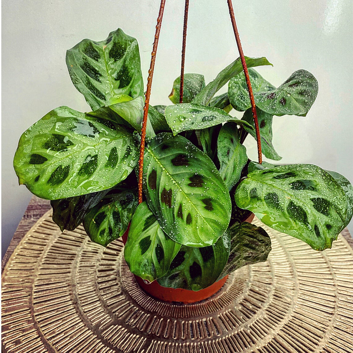 Green Prayer Plant Maranta Air Purifying Tropical 6" Prayer Plant