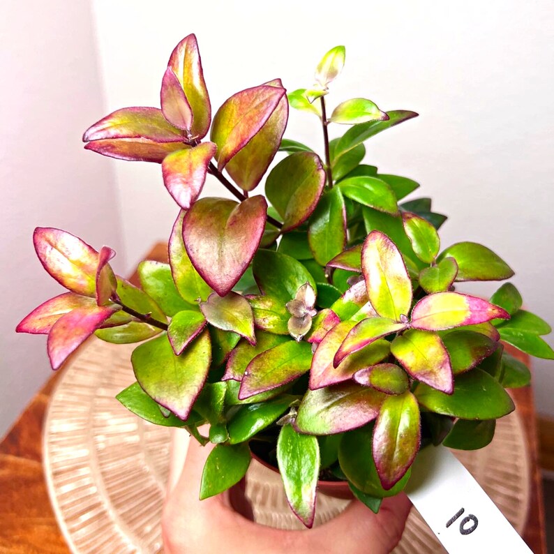 Rare Variegated Lipstick Plant Hot Pink Sunstressed Etsy
