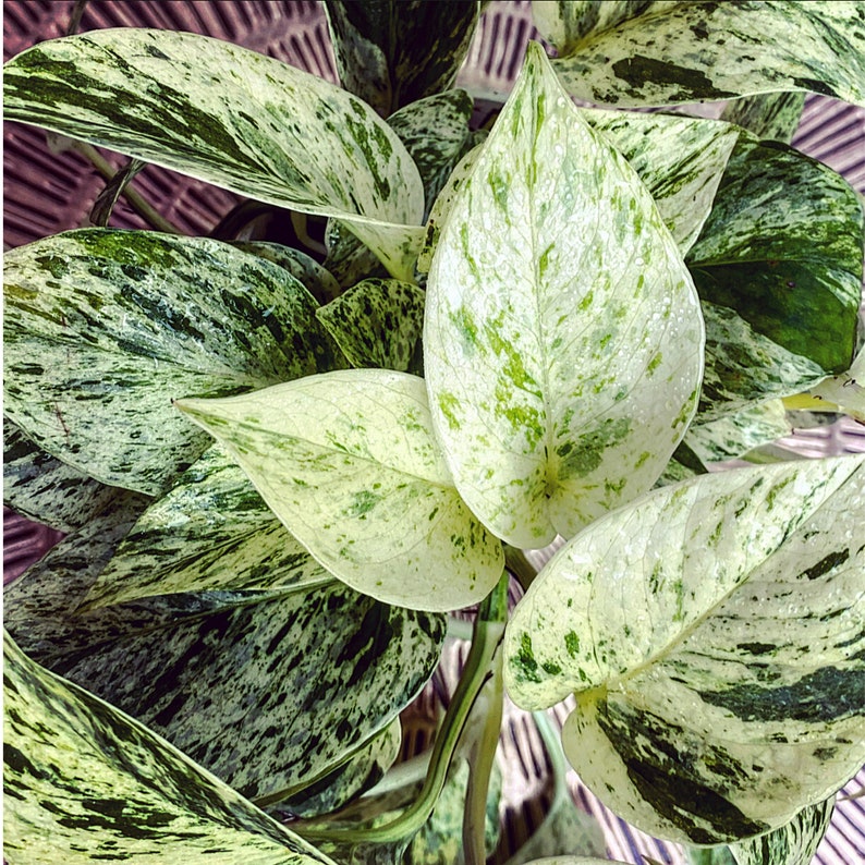 Snow Queen & Marble Queen Pothos Air Purifying Plant Fast Etsy