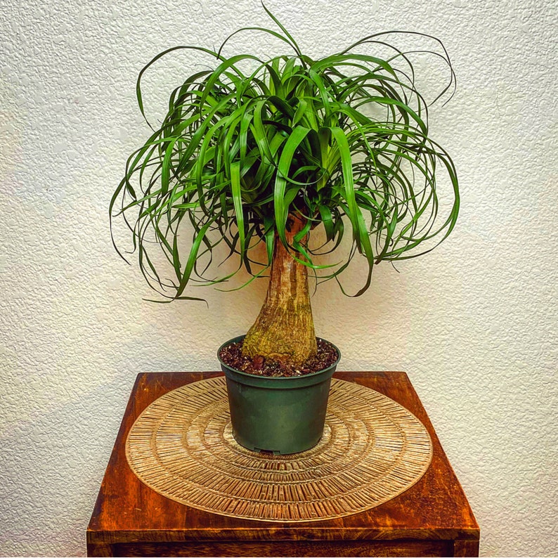 Bonsai Ponytail Palm Beaucarnea Recurvata Caudex Bonsai Etsy