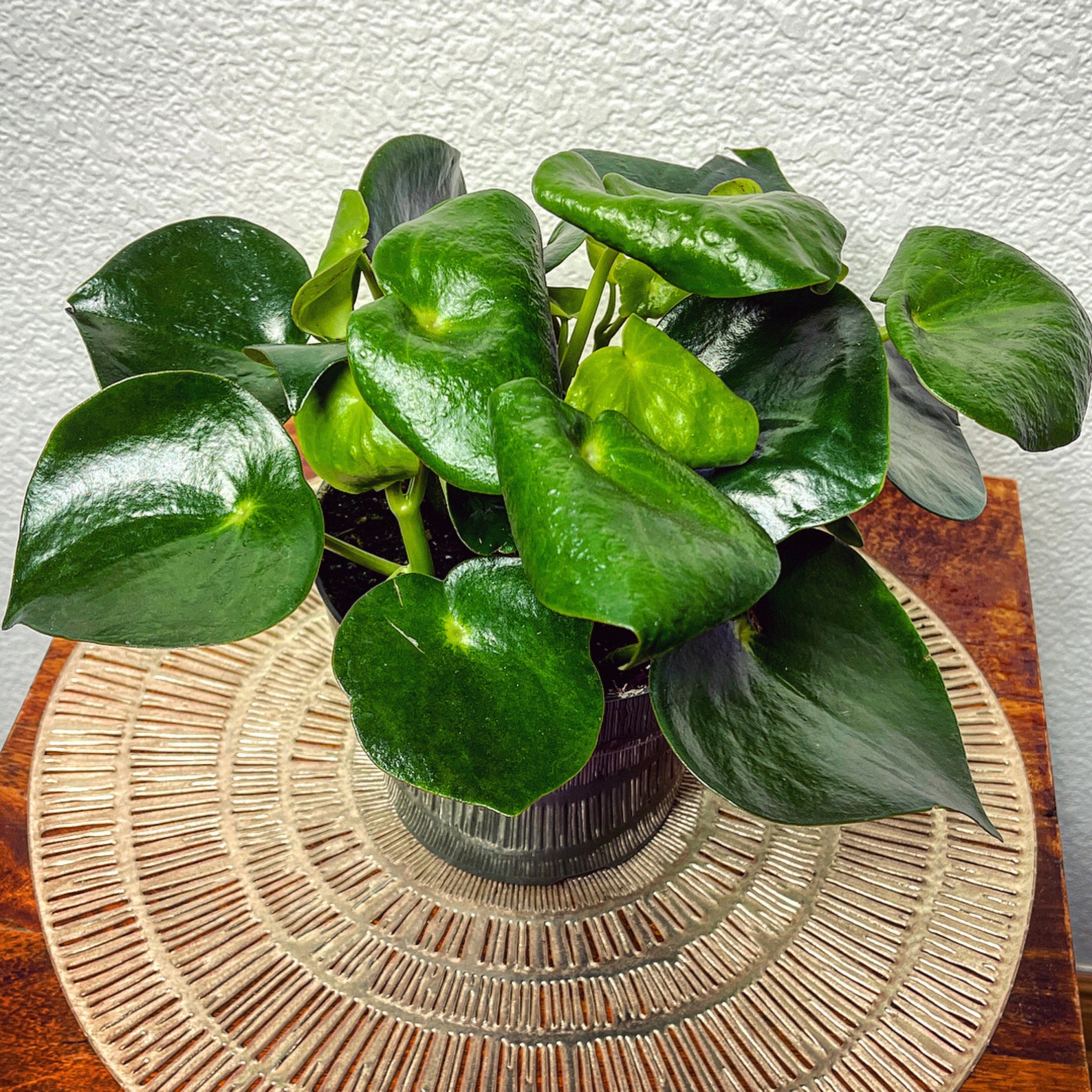 peperomia raindrop care