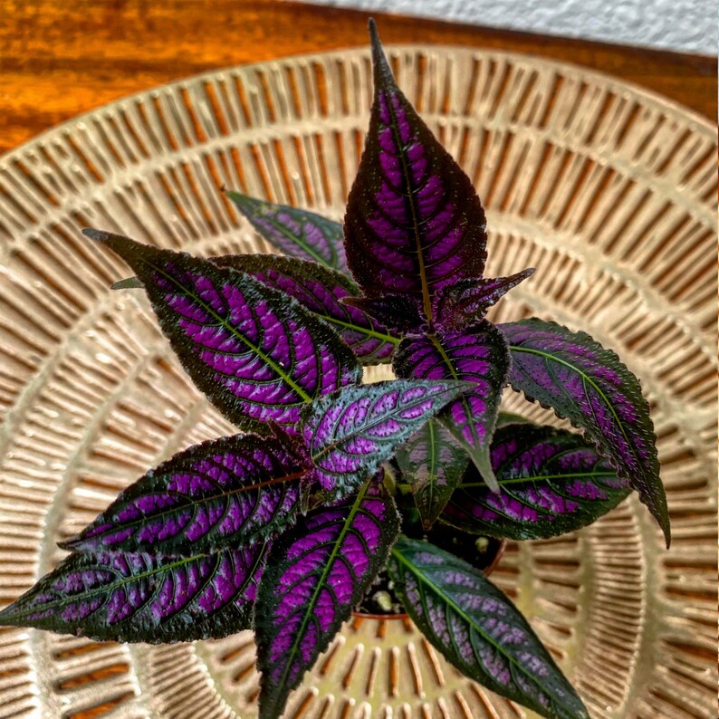 Purple Plant Set Pet Safe Plant Trio Velvet Purple Passion Etsy