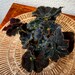 Rare Black Satin Begonia | Iridescent Midnight Black Spiraled Rippled Leaves | Exact Begonia Species in Photo | 4” Rare Black Rex Begonia | 