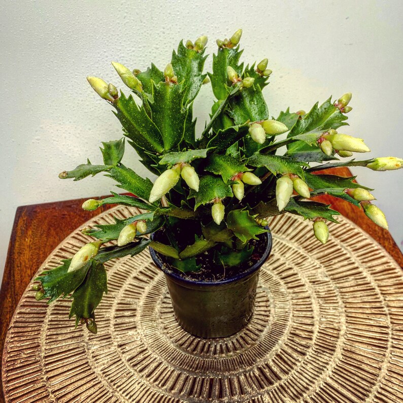 Zygocactus Christmas Cactus Flowering Schlumbergera | Etsy