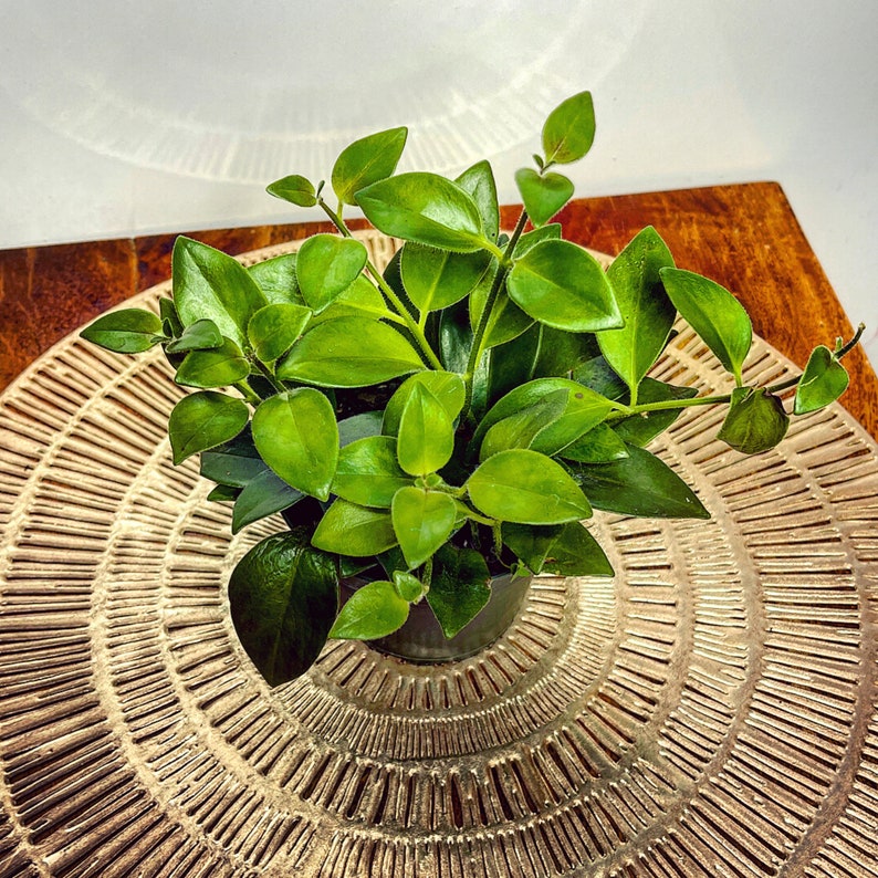 Mona Lisa Lipstick Vine Lobbianthus Red Flowering Tropical Etsy