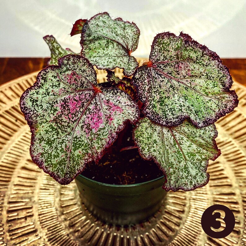 Rex Begonias Rare Rex Hyprids Assorted Rex Begonias Full Etsy