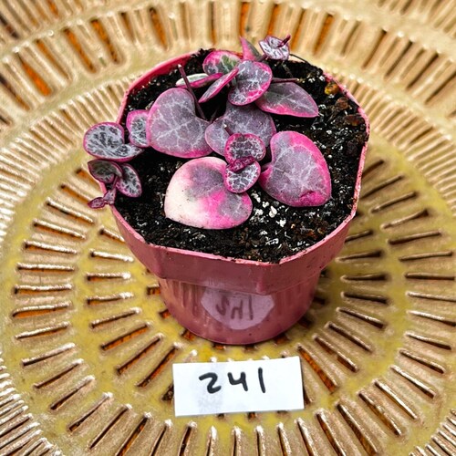 Rare Variegated String of Hearts | VSOH | Ceropegia Woodii Pink & White Variegated String of Hearts | Exact 2" Rooted Live Plants in Photos