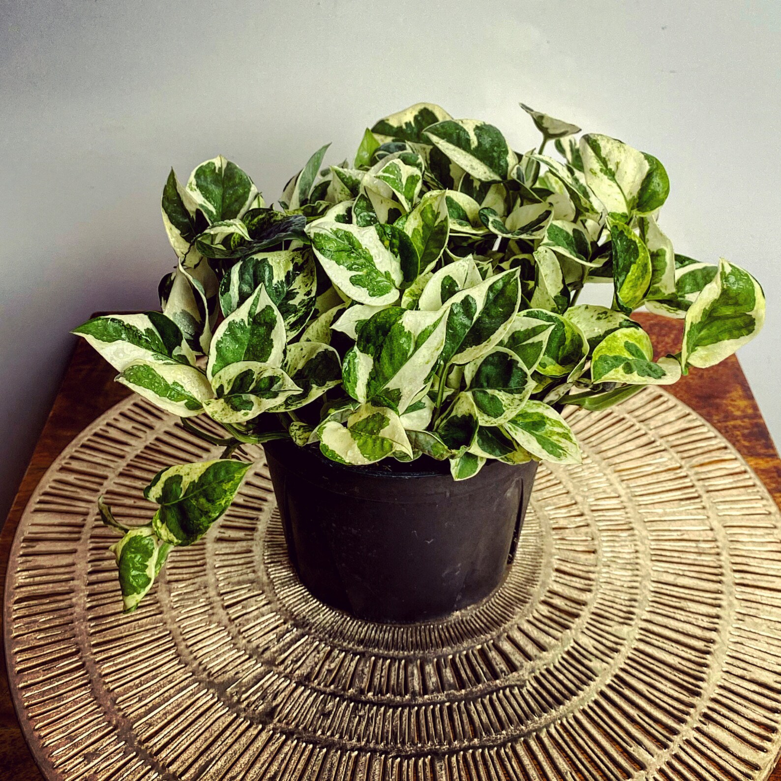 Pearls & Jade Pothos N'joy Pothos Air Purifying Plant Etsy