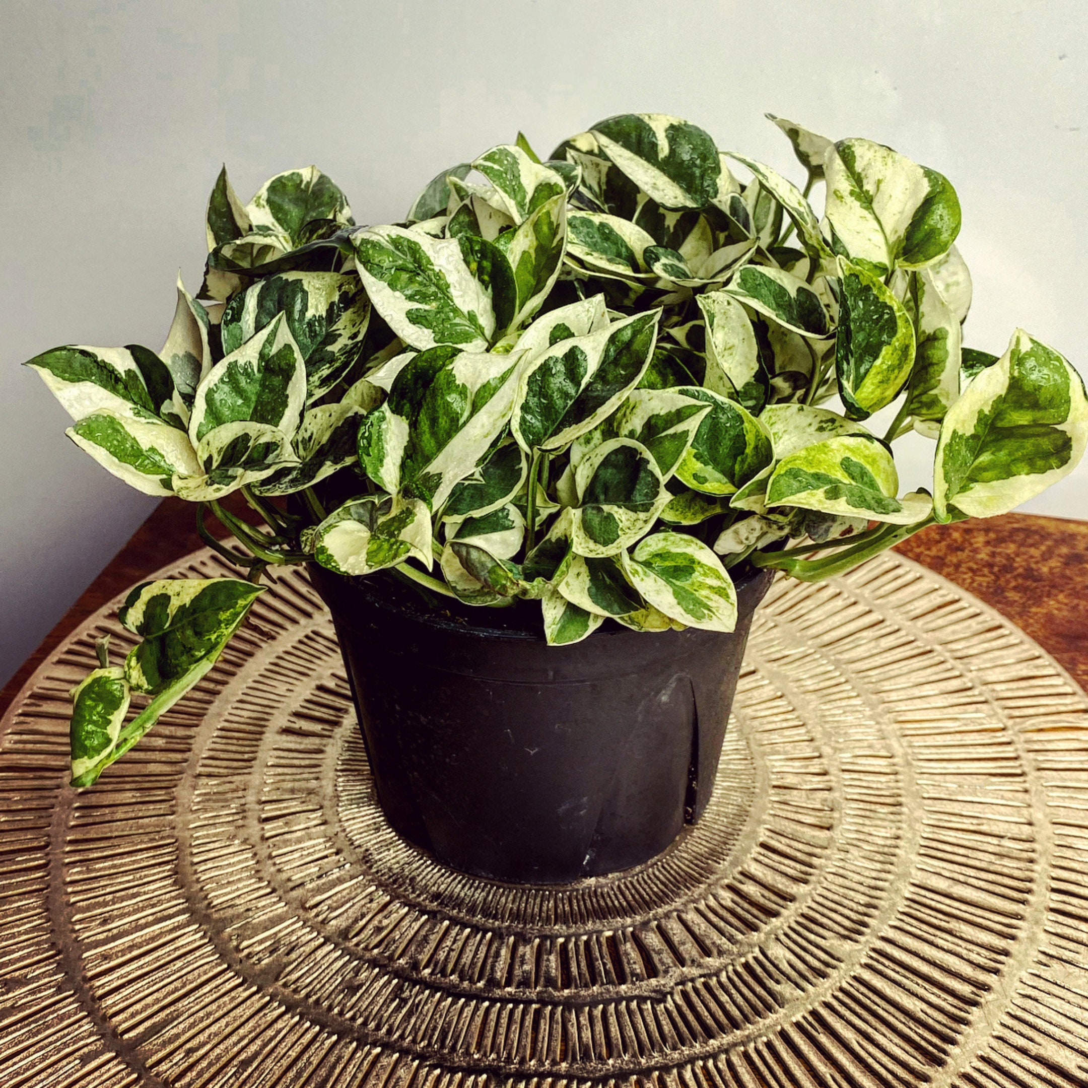 Pearls & Jade Pothos N'joy Pothos Air Purifying Plant Etsy