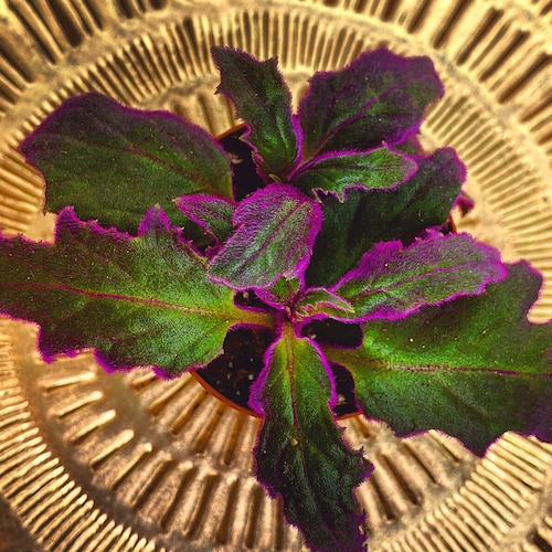 Rare Purple Passion Plant gynura Aurantiaca Sarmentosa Etsy